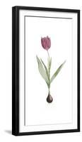 Tulipa Rosea-Pierre Joseph Redoute-Framed Giclee Print