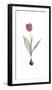 Tulipa Rosea-Pierre Joseph Redoute-Framed Giclee Print