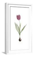 Tulipa Rosea-Pierre Joseph Redoute-Framed Giclee Print