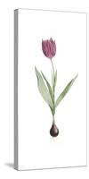 Tulipa Rosea-Pierre Joseph Redoute-Stretched Canvas