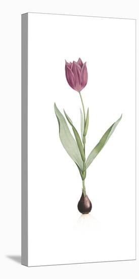 Tulipa Rosea-Pierre Joseph Redoute-Stretched Canvas