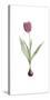 Tulipa Rosea-Pierre Joseph Redoute-Stretched Canvas