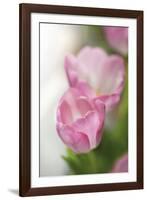 Tulipa Roseus I-Eva Charlotte Fransson-Framed Giclee Print