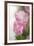 Tulipa Roseus I-Eva Charlotte Fransson-Framed Giclee Print