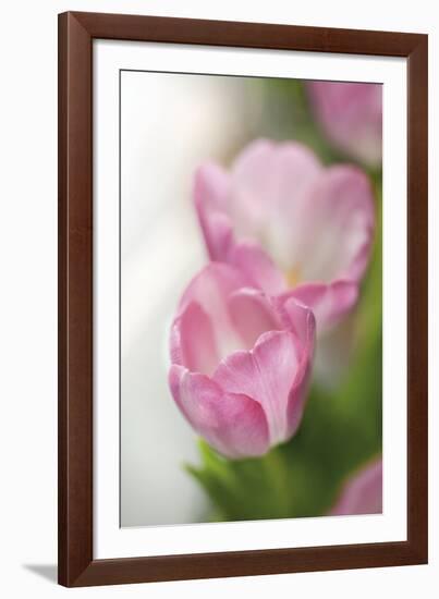 Tulipa Roseus I-Eva Charlotte Fransson-Framed Giclee Print