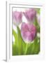 Tulipa Roseus II-Eva Charlotte Fransson-Framed Giclee Print