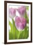 Tulipa Roseus II-Eva Charlotte Fransson-Framed Giclee Print