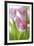 Tulipa Roseus II-Eva Charlotte Fransson-Framed Giclee Print