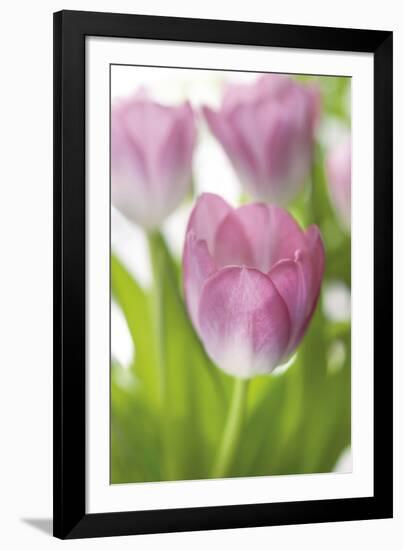 Tulipa Roseus II-Eva Charlotte Fransson-Framed Giclee Print