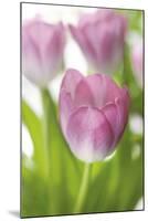 Tulipa Roseus II-Eva Charlotte Fransson-Mounted Giclee Print