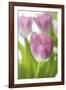 Tulipa Roseus II-Eva Charlotte Fransson-Framed Giclee Print