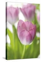 Tulipa Roseus II-Eva Charlotte Fransson-Stretched Canvas