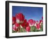 Tulipa Species, Alkmaar, Holland (Netherlands)-Thorsten Milse-Framed Photographic Print