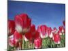 Tulipa Species, Alkmaar, Holland (Netherlands)-Thorsten Milse-Mounted Photographic Print