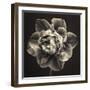 Tulipa Still-Assaf Frank-Framed Giclee Print