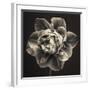Tulipa Still-Assaf Frank-Framed Giclee Print