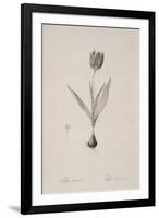 Tulipa Suaveolens-Pierre Joseph Redoute-Framed Giclee Print