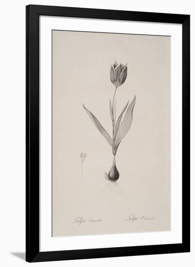 Tulipa Suaveolens-Pierre Joseph Redoute-Framed Giclee Print