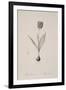 Tulipa Suaveolens-Pierre Joseph Redoute-Framed Giclee Print