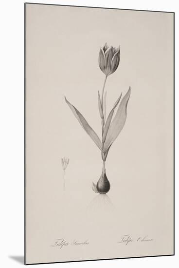 Tulipa Suaveolens-Pierre Joseph Redoute-Mounted Giclee Print