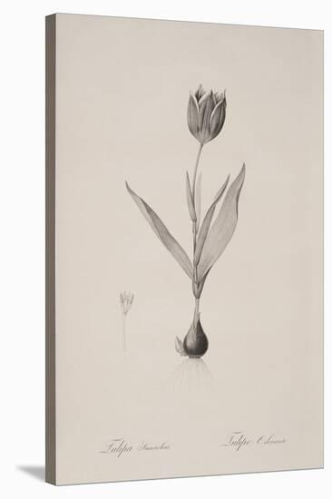 Tulipa Suaveolens-Pierre Joseph Redoute-Stretched Canvas