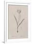 Tulipa Sylvestris-Pierre Joseph Redoute-Framed Giclee Print