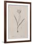 Tulipa Sylvestris-Pierre Joseph Redoute-Framed Giclee Print