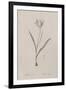 Tulipa Sylvestris-Pierre Joseph Redoute-Framed Giclee Print