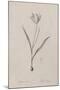 Tulipa Sylvestris-Pierre Joseph Redoute-Mounted Giclee Print