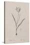 Tulipa Sylvestris-Pierre Joseph Redoute-Stretched Canvas