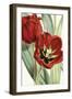 Tulipa Undulatifolia-The Drammis Collection-Framed Giclee Print