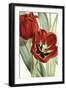 Tulipa Undulatifolia-The Drammis Collection-Framed Giclee Print