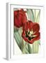Tulipa Undulatifolia-The Drammis Collection-Framed Giclee Print