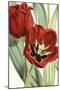 Tulipa Undulatifolia-The Drammis Collection-Mounted Giclee Print