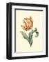 Tulipa V-null-Framed Art Print