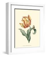 Tulipa V-null-Framed Art Print
