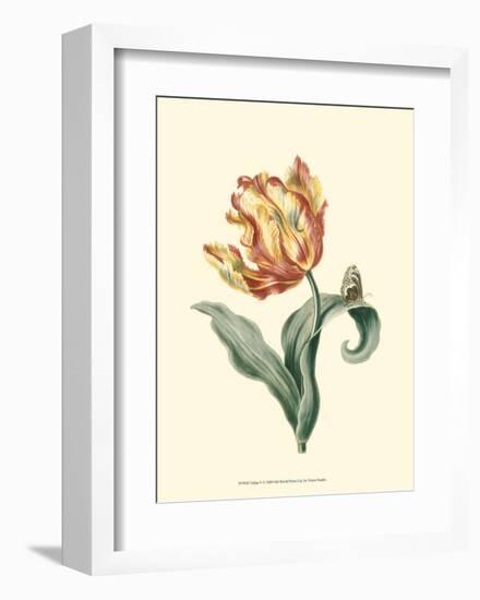 Tulipa V-null-Framed Art Print