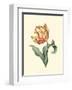 Tulipa V-null-Framed Art Print