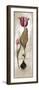 Tulipa Violoncello III-Augustine-Framed Giclee Print