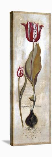 Tulipa Violoncello III-Augustine-Stretched Canvas