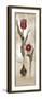 Tulipa Violoncello IV-Augustine-Framed Giclee Print