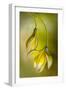 Tulipa-Mandy Disher-Framed Photographic Print