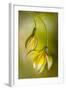 Tulipa-Mandy Disher-Framed Photographic Print