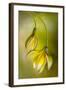 Tulipa-Mandy Disher-Framed Photographic Print