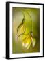 Tulipa-Mandy Disher-Framed Photographic Print