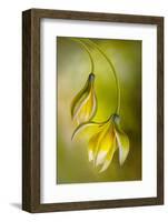 Tulipa-Mandy Disher-Framed Photographic Print