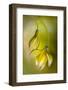 Tulipa-Mandy Disher-Framed Photographic Print