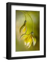 Tulipa-Mandy Disher-Framed Photographic Print