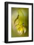 Tulipa-Mandy Disher-Framed Photographic Print