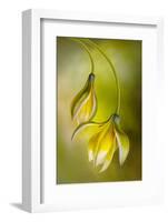 Tulipa-Mandy Disher-Framed Photographic Print